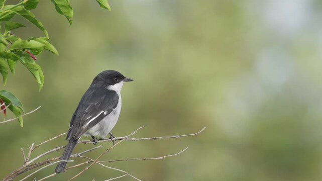 4K 60p (59.94 fps) footage of fiscal flycatcher (Sigelus silens) perched on a shrub in Betty&rsquo;s Bay, Whale Coast, Overberg, Western Cape, South Africa. Native African flycatcher in coastal fynbos.