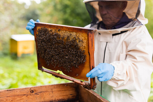 Elderly hiver standing beside hive with hive frame in hands