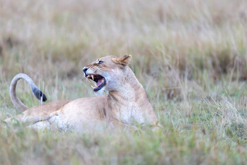 A lioness snarls with bared teeth while lying in grass at dusk. Masai Mara National Reserve Kenya. © theStorygrapher