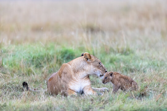 Lioness lies in soft grass and touches noses with her small cub. Masai Mara National Reserve Kenya.