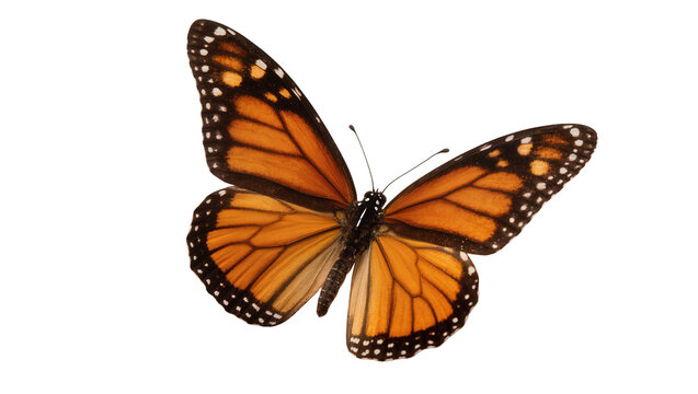 Isolated monarch butterfly spreading its beautiful orange and black wings, a captivating insect