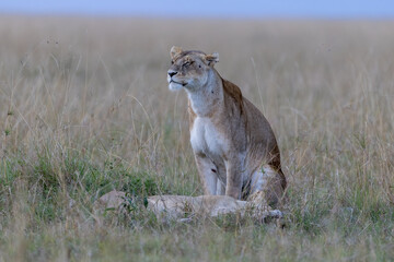A lioness sits watchfully in the grass at dusk with a cub tucked. Masai Mara National Reserve Kenya. © TheStorygrapher