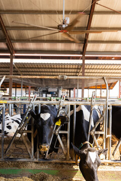 Cows feeding on hay in barn