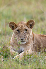 A lion cub rests in the grass gazing forward. Masai Mara National Reserve Kenya. © TheStorygrapher