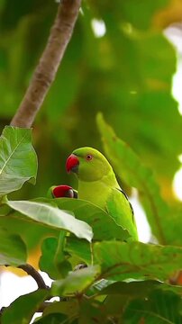 Pair of Rose Ringed Parakeets Grooming and Bonding on Tree Branch