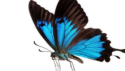 Isolated beautiful vibrant blue butterfly with intricate wing patterns, tropical insect close-up © Conor