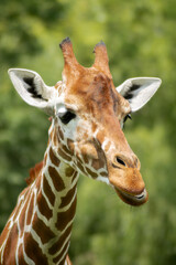 Giraffe portrait with green natural background © Artem