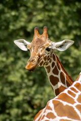 Giraffe side portrait against leafy green background © Artem
