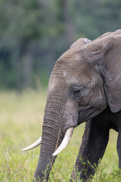 A close-up of an African elephant's head and tusks as it feeds. Masai Mara National Reserve Kenya.