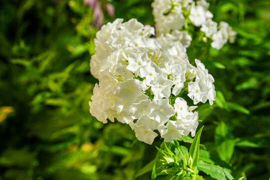 White Phlox Flowers Blooming in Garden