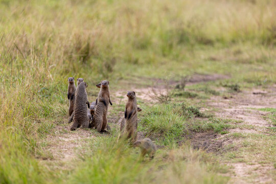 A group of banded mongooses stands alert on a dirt track. Masai Mara National Reserve Kenya.