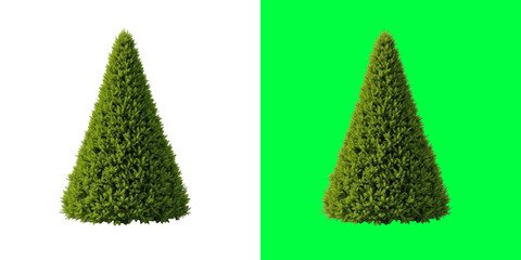 A perfectly shaped evergreen coniferous tree isolated against white and green backgrounds for professional graphic design © Abu