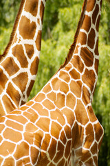 Two giraffes standing together with patterned necks vertical photo © Artem