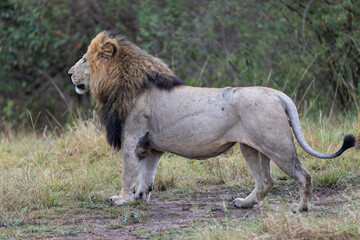 A male lion stands in profile against dark bush. Masai Mara National Reserve Kenya. © TheStorygrapher