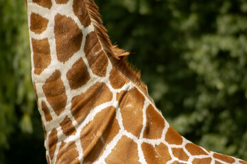 Giraffe neck pattern close-up in natural sunlight © Artem