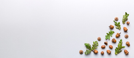 Branch with green oak tree leaves and acorns on colored background, close up top view © sosiukin