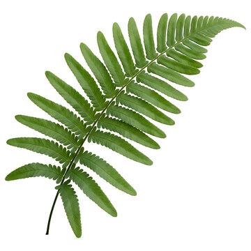 Single Fresh Green Fern Frond Isolated on Transparent