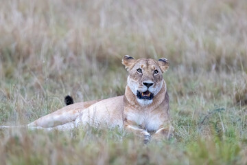 A lioness lies alert in grassland at dusk. Masai Mara National Reserve Kenya. © TheStorygrapher