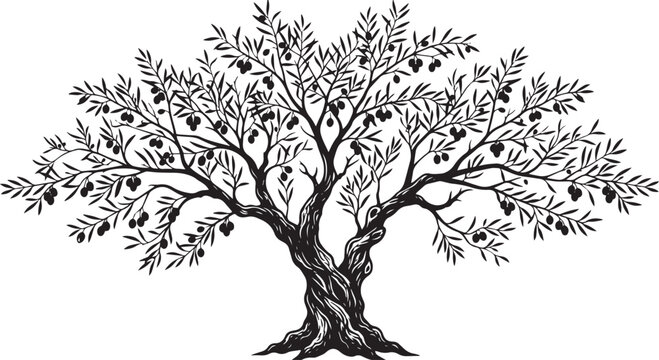 Detailed olive tree silhouette vector illustration with fruit and leaves for organic food and natural products design
