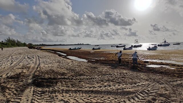 Playa del Carmen, Mexiko: 29. 6. 2026: A worker manually collects sargassum seaweed from the Caribbean beach in Playa del Carmen, Quintana Roo, Mexico. Wheelbarrow, anchored boats and tropical shoreli