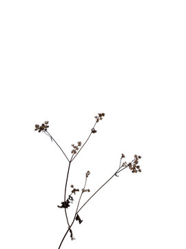 Delicate dry wild weed flower branch (Ageratum conyzoides) isolated on a white background.