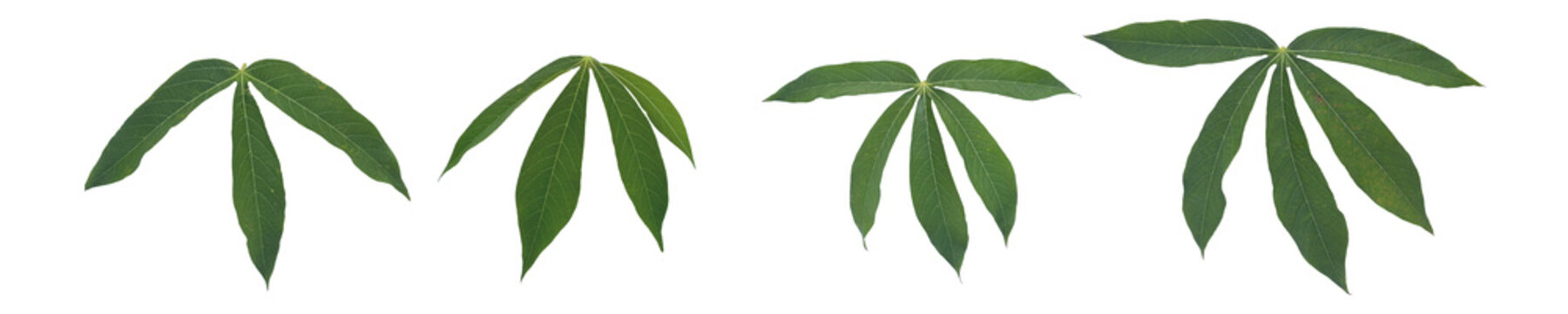 Fresh green cassava leaves (Manihot esculenta) isolated on a white background.