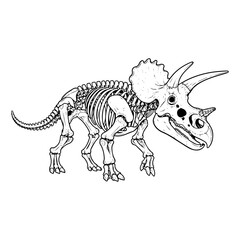 Triceratops skeleton illustration featuring three horns and frill. © Yusra