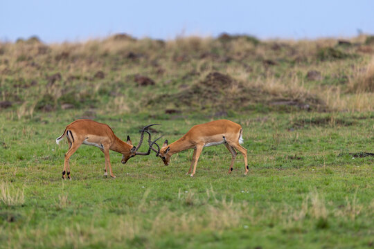 Two male impalas lock horns as they spar on the green grassland. Masai Mara National Reserve Kenya.