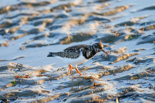 A ruddy turnstone wades through the North Sea mudflats. Close-up of the bird in its natural habitat. Arenaria interpres.
