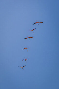 flamingos am blauen himmel