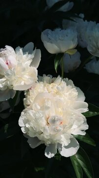 Close-up of white peony blossoms moving softly in the wind, 4K floral video.
