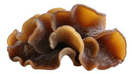 Isolated brown ear fungus cluster with wavy edges and intricate texture © Conor