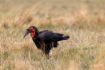 A southern ground hornbill strides across the dry grassland. Masai Mara National Reserve Kenya. © theStorygrapher