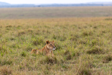 A lioness sits low in vast open grassland scanning the horizon. Masai Mara National Reserve Kenya. © theStorygrapher