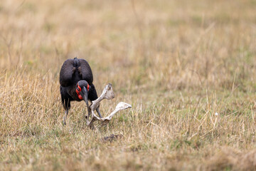 A southern ground hornbill lowers its head to a pale bone. Masai Mara National Reserve Kenya. © theStorygrapher