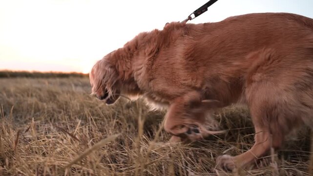 Concentrated cocker spaniel dog follows trace walking with owner in dry meadow at sunset small hound dog with owner in country park spaniel dog walks with owner along mown field at twilight closeup
