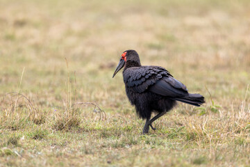 A southern ground hornbill walks across short grassland its red face. Masai Mara National Reserve Kenya. © theStorygrapher