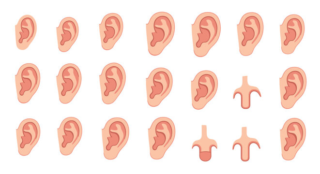 Human Ears Anatomy Hearing Organs.