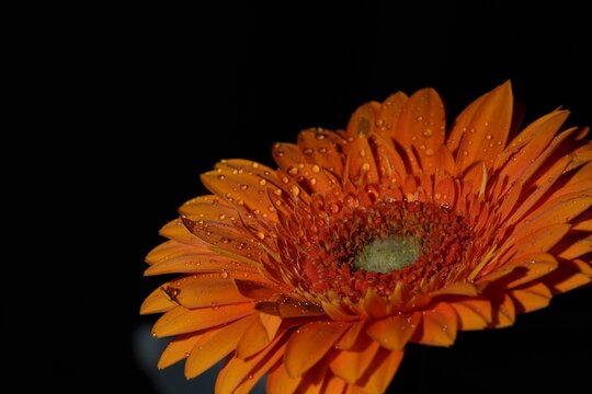 Fresh Orange Gerbera Daisy with Water Droplets Isolated on Black
