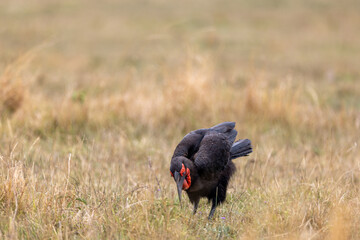 A southern ground hornbill forages with its head lowered. Masai Mara National Reserve Kenya. © theStorygrapher