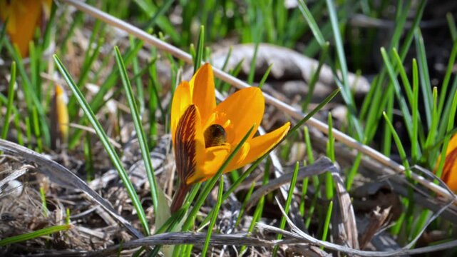 Honey bee (Apis mellifera) collecting nectar from the narrow leaved crocus (Crocus angustifolius), a flowering plant native to regions such as southern Ukraine