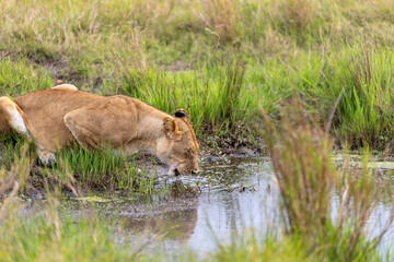 A lioness crouches at a marshy pool to drink in Kenya. Masai Mara National Reserve Kenya. © TheStorygrapher