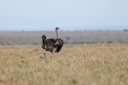 A common ostrich walks across the open golden grassland plains. Masai Mara National Reserve Kenya.