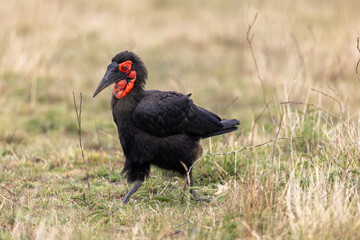A southern ground hornbill stands in the grassland. Masai Mara National Reserve Kenya. © TheStorygrapher