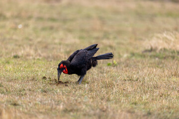A southern ground hornbill lowers its head to forage in short grass. Masai Mara National Reserve Kenya. © TheStorygrapher