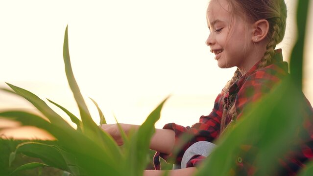 little girl child kid daughter smiling sunset, agriculture, face little cheerful happy child rays sunlight field, fresh corn sprouts, green corn leaves field, fertile soil concept, child hand touching