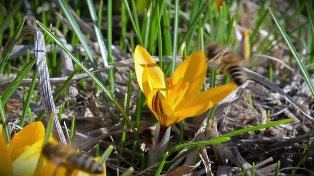 Honey bee (Apis mellifera) collecting nectar from the narrow leaved crocus (Crocus angustifolius), a flowering plant native to regions such as southern Ukraine