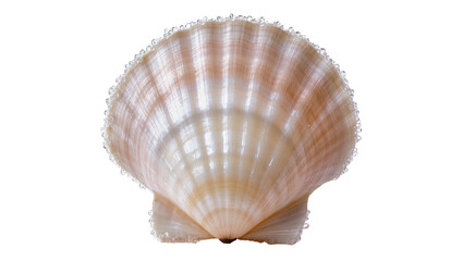 Isolated pristine ocean seashell with delicate water droplets, natural marine beauty element. © Conor