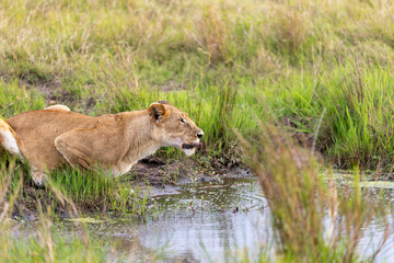 A lioness crouches low at the muddy edge of a marsh. Masai Mara National Reserve Kenya. © TheStorygrapher