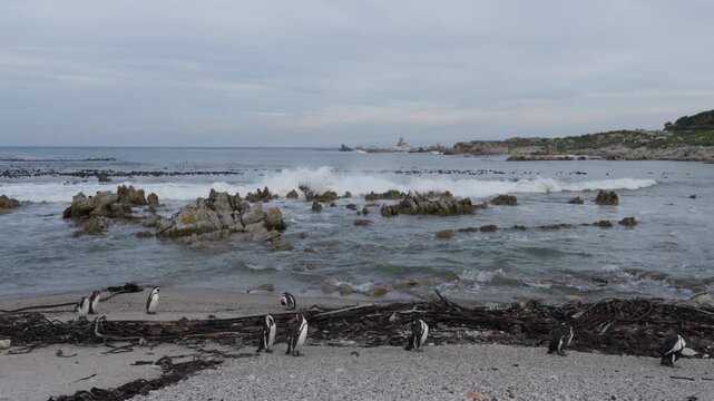 4K 60p (59.94 fps) footage of the African penguin (Spheniscus demersus) coming ashore at Stony Point Nature Reserve, Betty&rsquo;s Bay, Western Cape, South Africa. Endangered Cape penguin on shore.